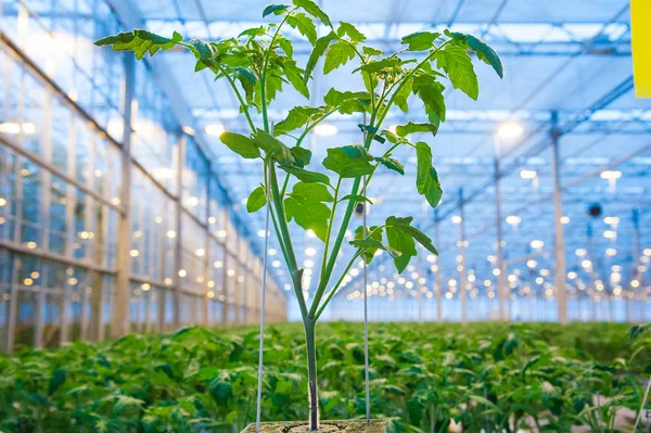 大きな工業用温室の中で成長するトマトの植物の列 — ストック写真