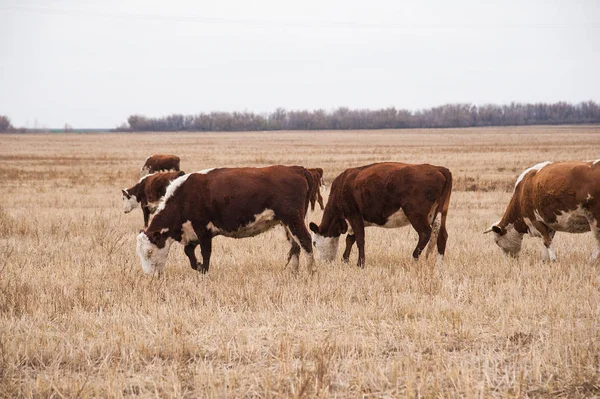 在一个农场里的牛。奶牛 — 图库照片
