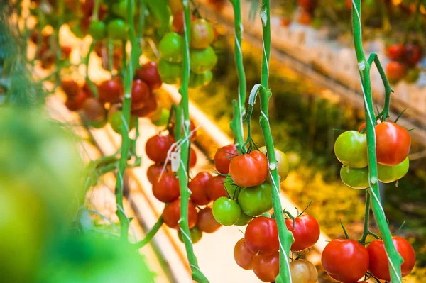 Serada büyüyen ripe domates bitki