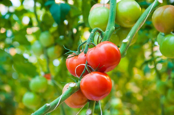 Reife Tomatenpflanze wächst im Gewächshaus — Stockfoto