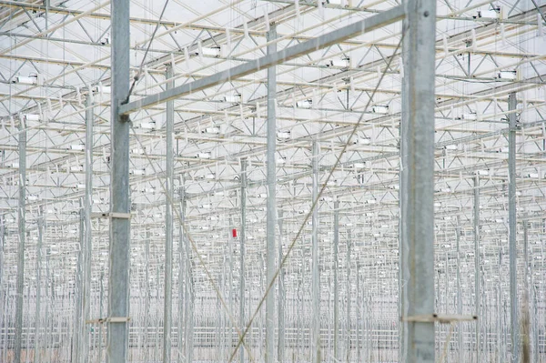 Rows of tomato plants growing inside big industrial greenhouse — Stock Photo, Image