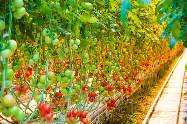 Serada büyüyen ripe domates bitki