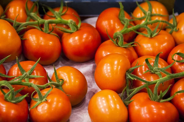 Стиглі рослини помідорів, що ростуть в теплиці — стокове фото