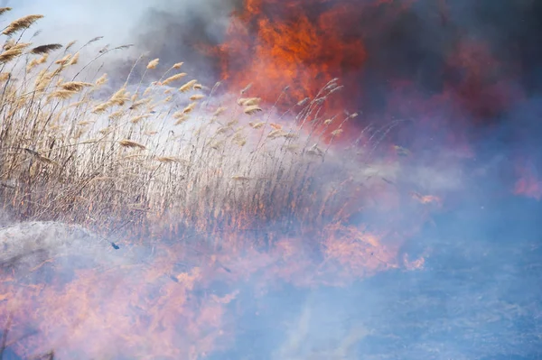 Fuego, fuerte humo. Caña ardiendo en el pantano. Desastre natural —  Fotos de Stock