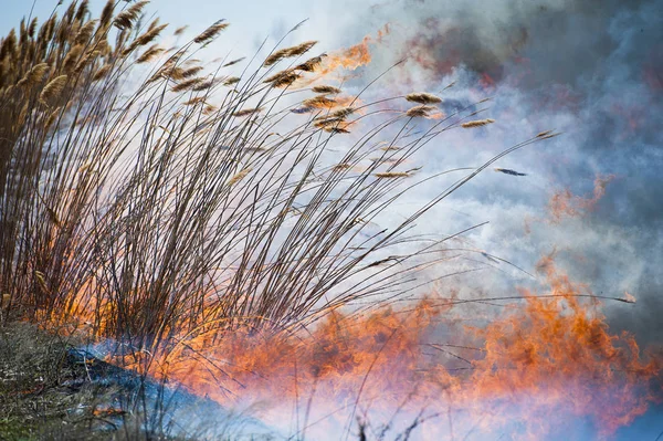 Fogo, fumo forte. A queimar junco no pântano. Desastre natural — Fotografia de Stock