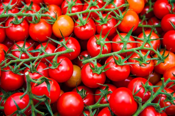 Pianta matura di pomodoro che cresce in serra — Foto Stock