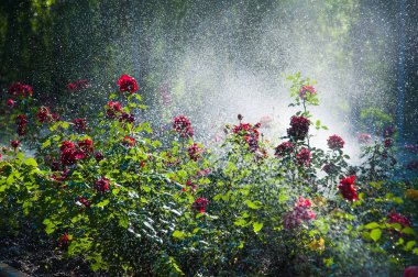 Çim Sulama ve parkta sabah çiçek gül