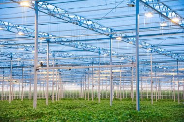 Büyük endüstriyel sera içinde büyüyen domates bitkileri satırları