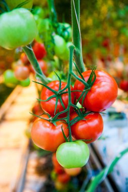 Serada büyüyen ripe domates bitki