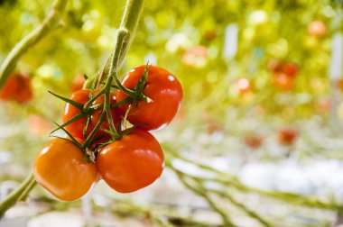 Serada büyüyen ripe domates bitki