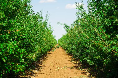 Elma bahçesi güneşli yaz günü