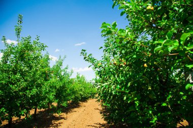 Elma bahçesi güneşli yaz günü