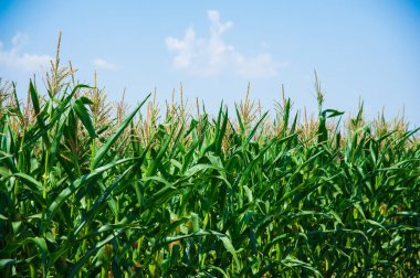 Yeşil mısır tarlası