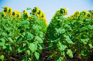 Ayçiçeği alan. Yaz peyzaj