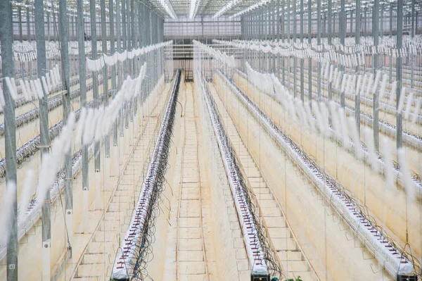 Reihen von Tomatenpflanzen, die im großen industriellen Gewächshaus wachsen — Stockfoto