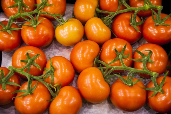 Vokser moden tomatplante i veksthus – stockfoto