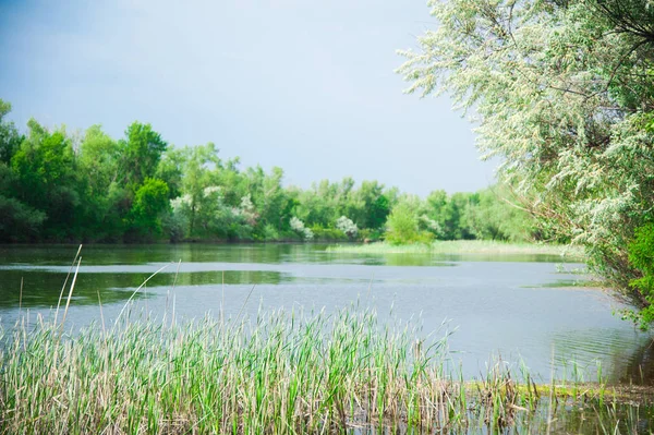 Paesaggio estivo sulla riva del fiume — Foto Stock