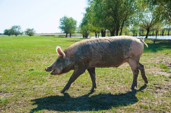 养猪场野外养猪 — 图库照片