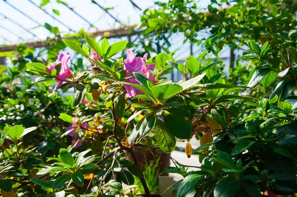 Tuin broeikasgassen. Agribusiness — Stockfoto