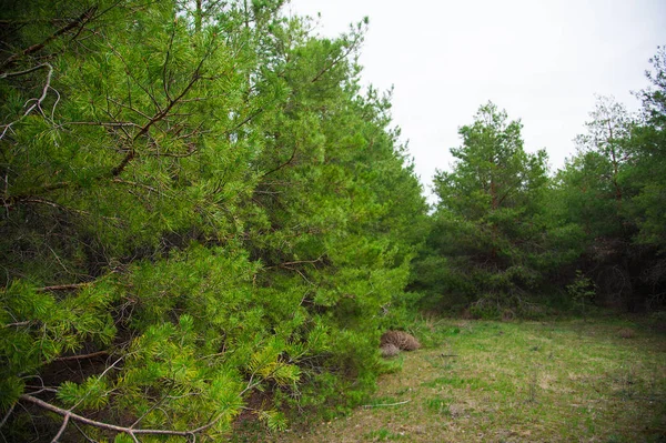 Bosque de pino joven —  Fotos de Stock