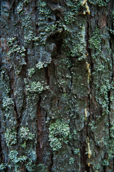 Textuur Schors van dennenbomen close-up — Stockfoto