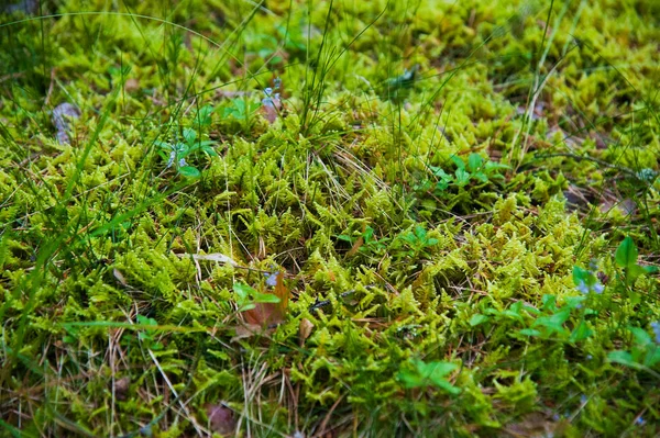 Forest bodem met gras — Stockfoto