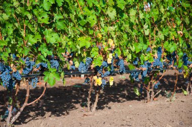 sonbaharda hasat günbatımında üzüm bağları