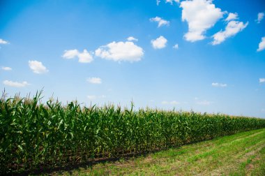 Yeşil mısır tarlası