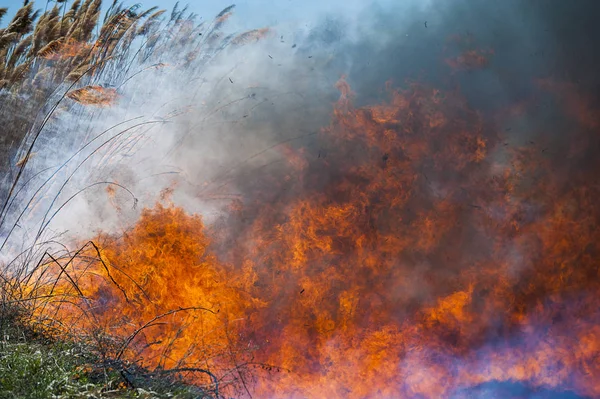 Fuego, fuerte humo. Caña ardiendo en el pantano. Desastre natural —  Fotos de Stock