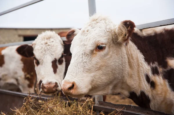 Mucche in una fattoria. Vacche da latte — Foto Stock