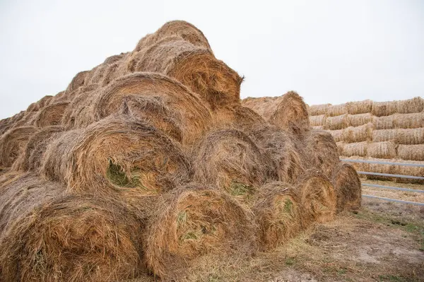 Storage with piles of stacks of hay — Stock Photo, Image