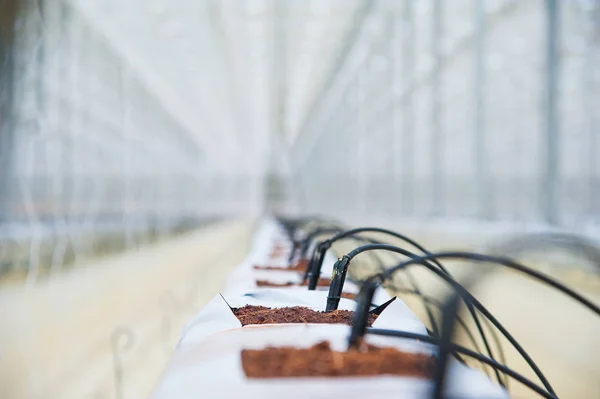 Rijen tomatenplanten groeien binnen grote industriële kas — Stockfoto