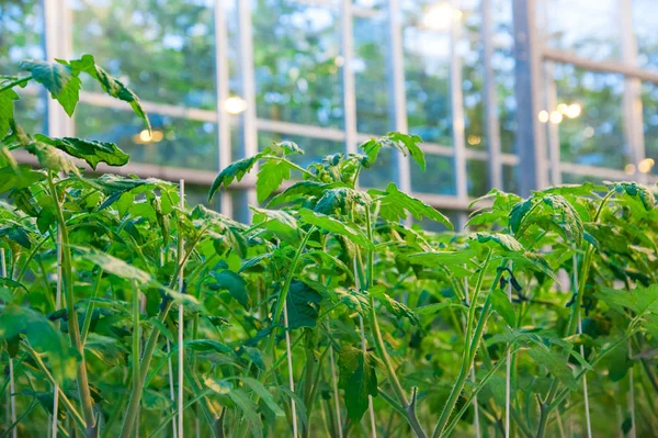 Filas de plantas de tomate creciendo dentro de grandes invernaderos industriales —  Fotos de Stock