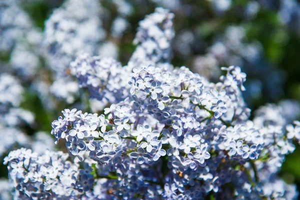 Rama primaveral de florecimiento lila — Foto de Stock