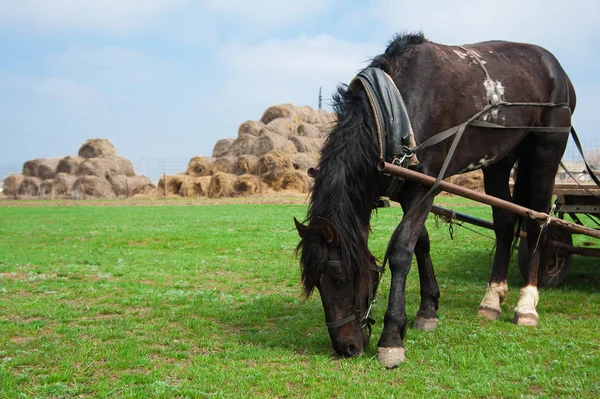 Cavalo pastoreia no campo — Fotografia de Stock