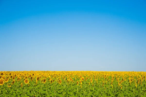 Sonnenblumenfeld. Sommerlandschaft — Stockfoto