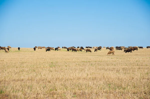 Flock of sheep on the meadow — Stock Photo, Image