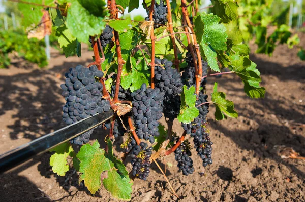 Vineyards at sunset in autumn harvest — Stock Photo, Image