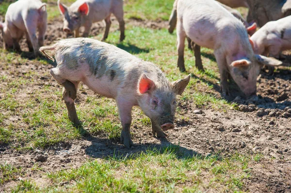 Pig farm. Pigs in field