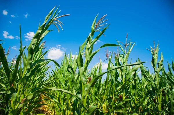 Campo de maíz verde — Foto de Stock