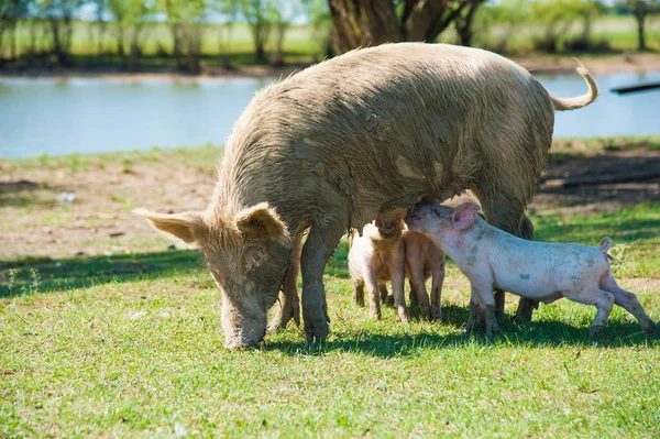 Pig farm. Pigs in field