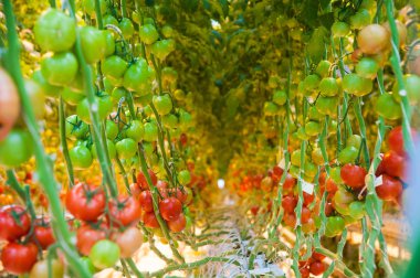 Serada büyüyen ripe domates bitki