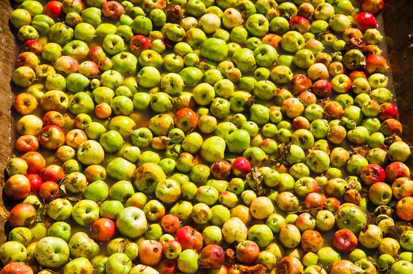 Ripe apples being processed and transported in an industrial pro
