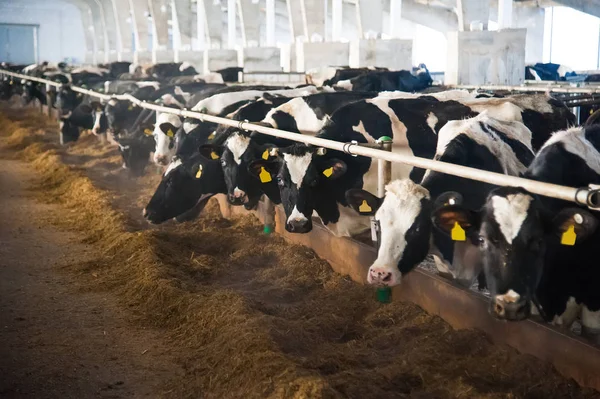 Kühe auf einem Bauernhof. Milchkühe — Stockfoto