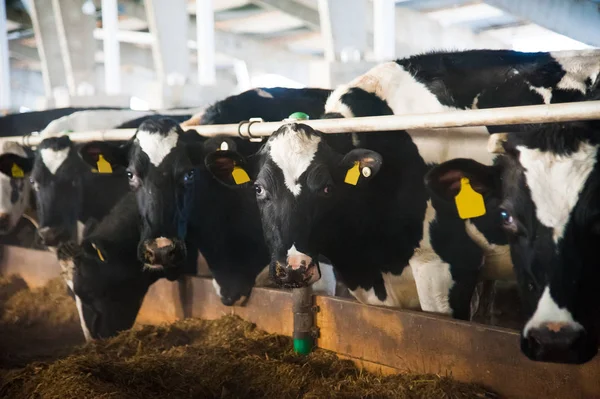 Vacas numa quinta. Vacas leiteiras — Fotografia de Stock