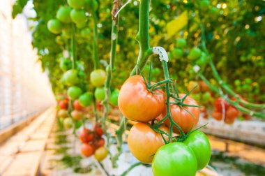 Serada büyüyen ripe domates bitki