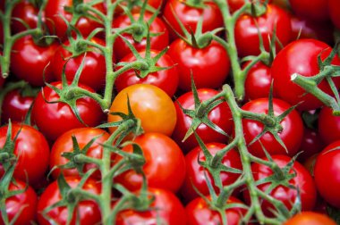 Serada büyüyen ripe domates bitki