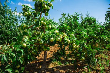 Elma yeşil yaprakları arasında bir dal üzerinde yetişir