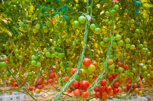 Pianta matura di pomodoro che cresce in serra — Foto Stock