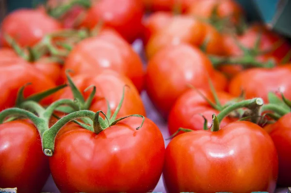 Vokser moden tomatplante i veksthus – stockfoto